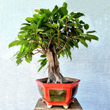 Pilkhan Bonsai Tree