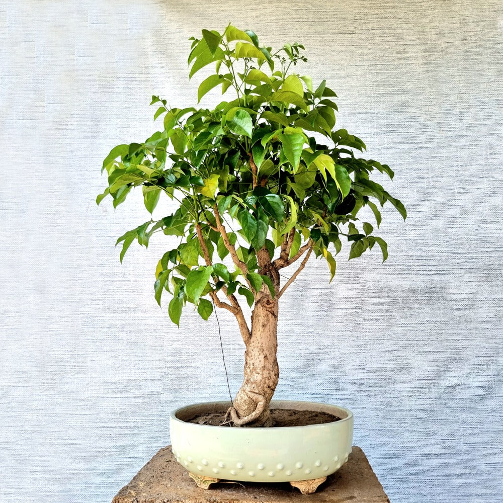 China Doll Bonsai Tree (Flowering)