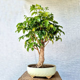 China Doll Bonsai Tree (Flowering)