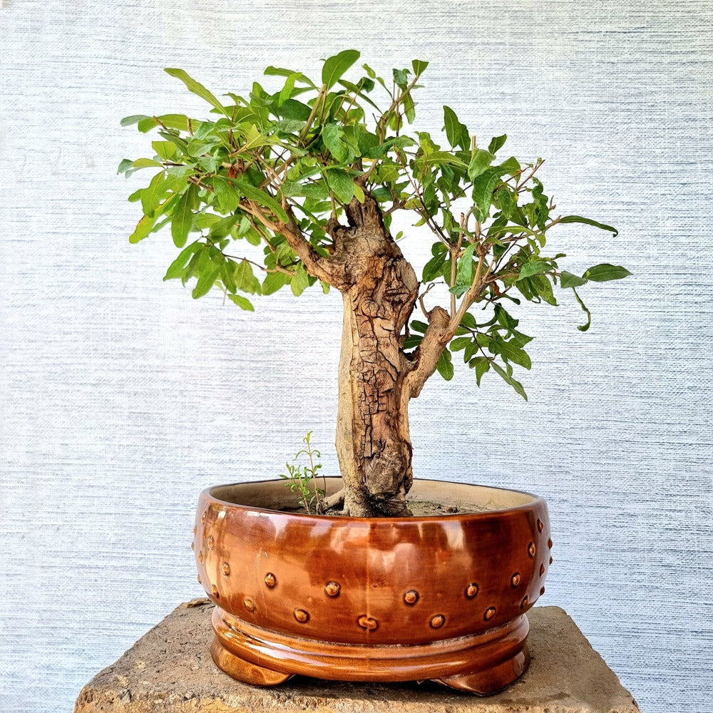 Pomegranate Bonsai Tree (Flowering & Fruiting)