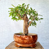 Pomegranate Bonsai Tree (Flowering & Fruiting)