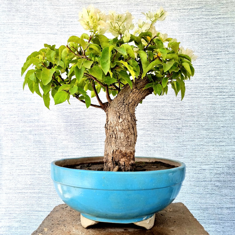 Bougainvillea Bonsai Tree