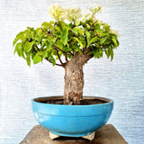 Bougainvillea Bonsai Tree