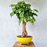 China Doll Bonsai Tree