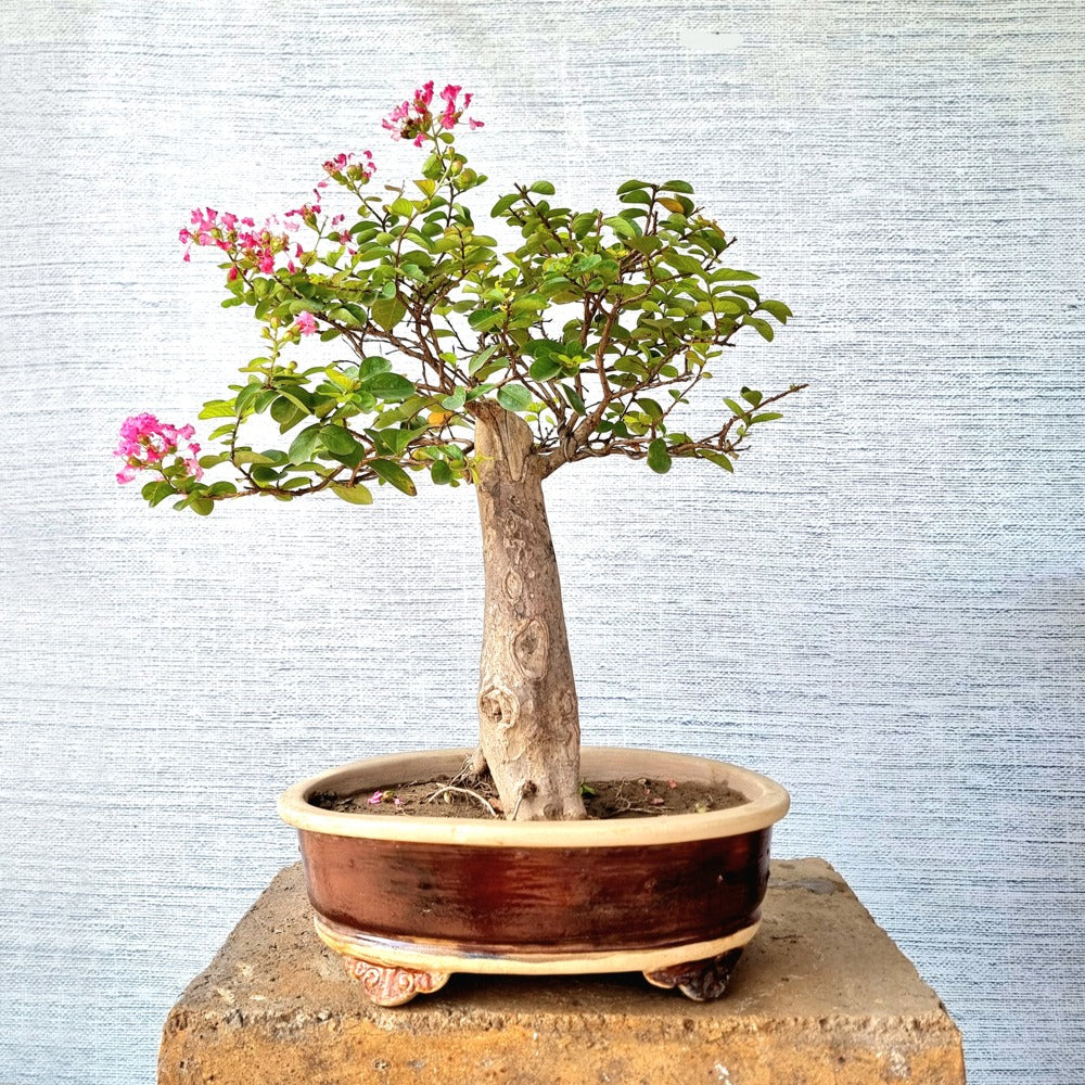 Lagerstroemia Bonsai Tree