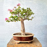Lagerstroemia Bonsai Tree