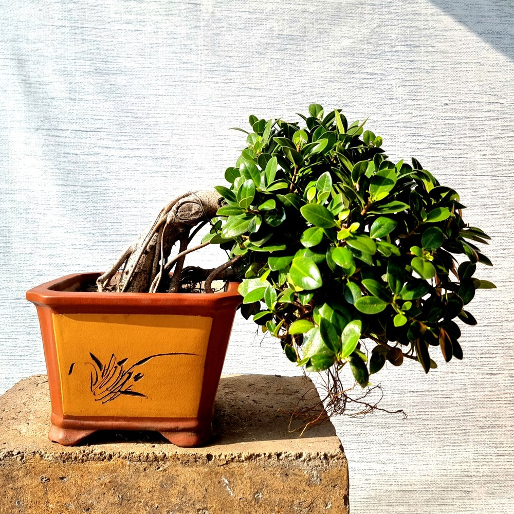 Ficus Bonsai Tree