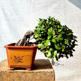Ficus Bonsai Tree