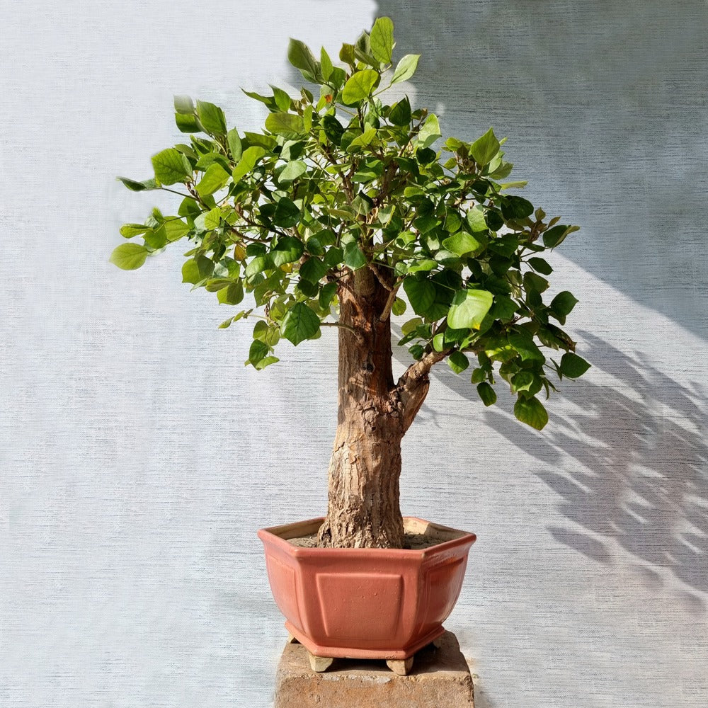Gul e Nishtar Bonsai Tree (Flowering)
