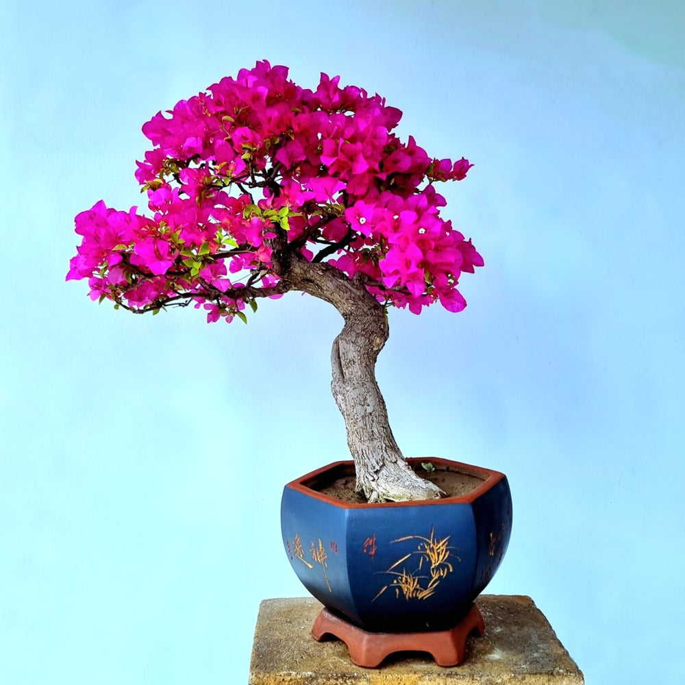 Bougainvillea Bonsai Tree