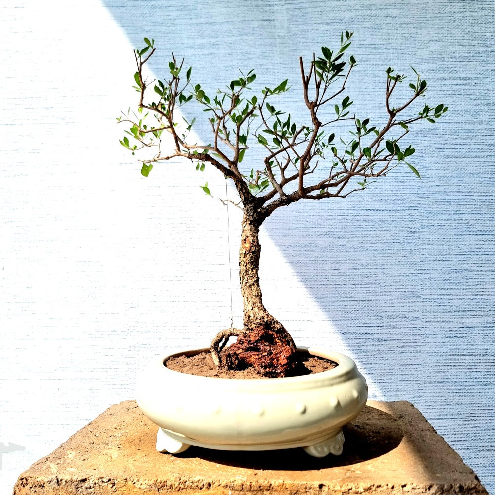 Henna aka Mehndi Bonsai Tree (Flowering)