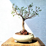 Henna aka Mehndi Bonsai Tree (Flowering)