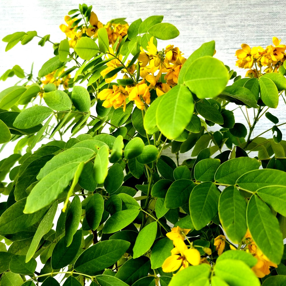 Cassia Glauca Bonsai Tree (Flowering)