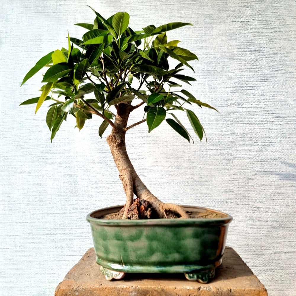 Pilkhan Bonsai Tree