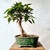 Pilkhan Bonsai Tree