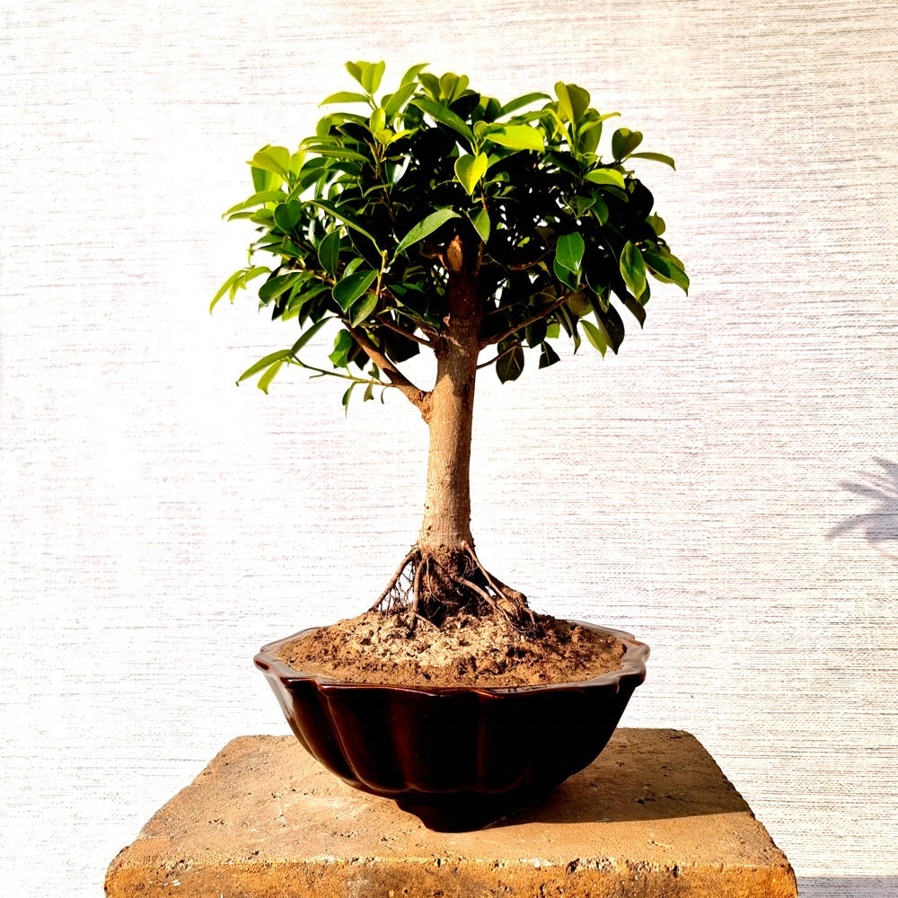 Ficus Bonsai Tree