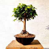 Ficus Bonsai Tree