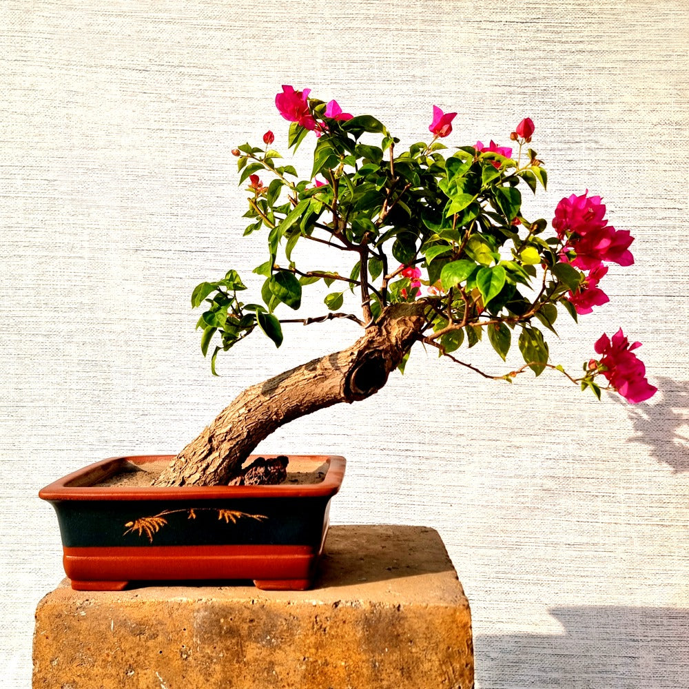 Bougainvillea Bonsai Tree