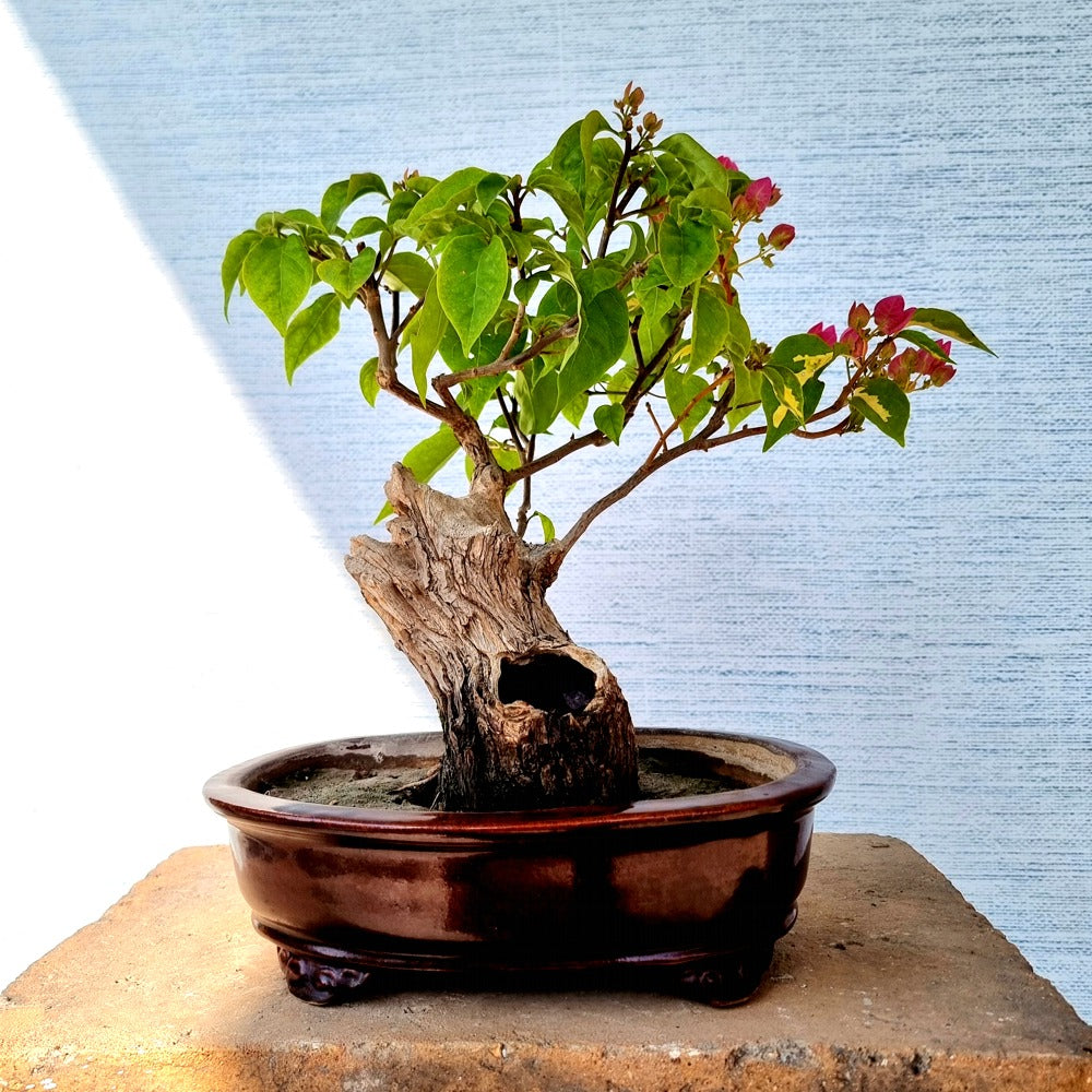 Bougainvillea Bonsai Tree