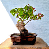 Bougainvillea Bonsai Tree