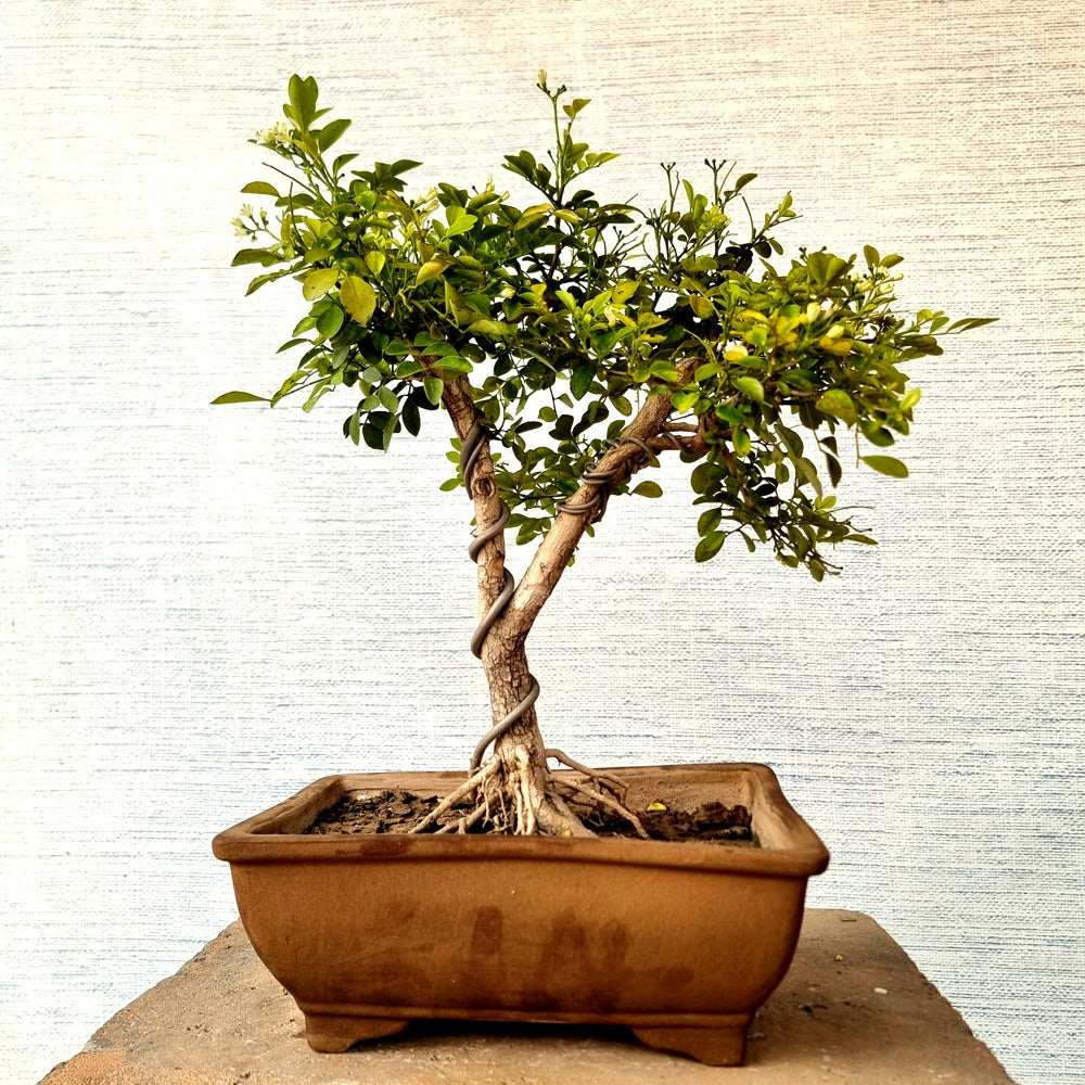 Murraya Paniculata Bonsai Tree