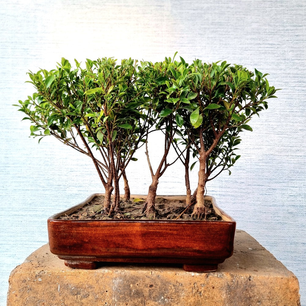 Ficus Forest Bonsai