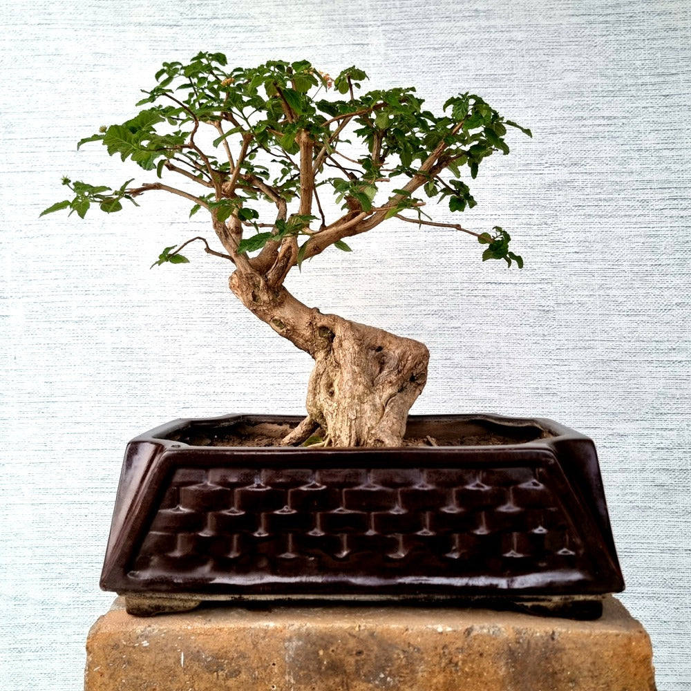 Lantana Bonsai Tree