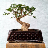 Lantana Bonsai Tree