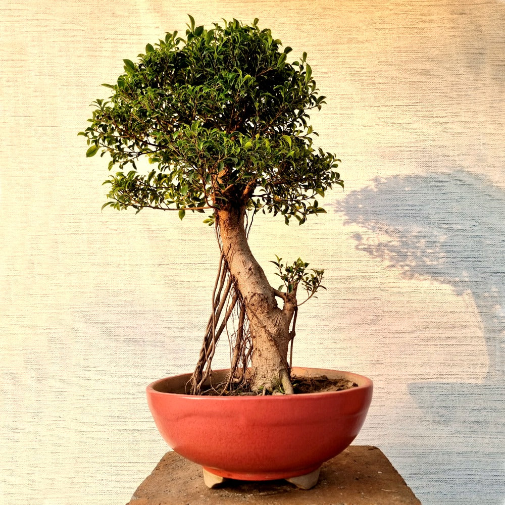 Ficus Bonsai Tree