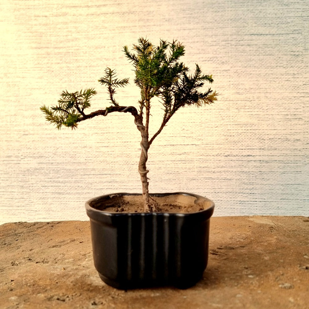 Juniper Pre-Bonsai