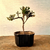 Juniper Pre-Bonsai