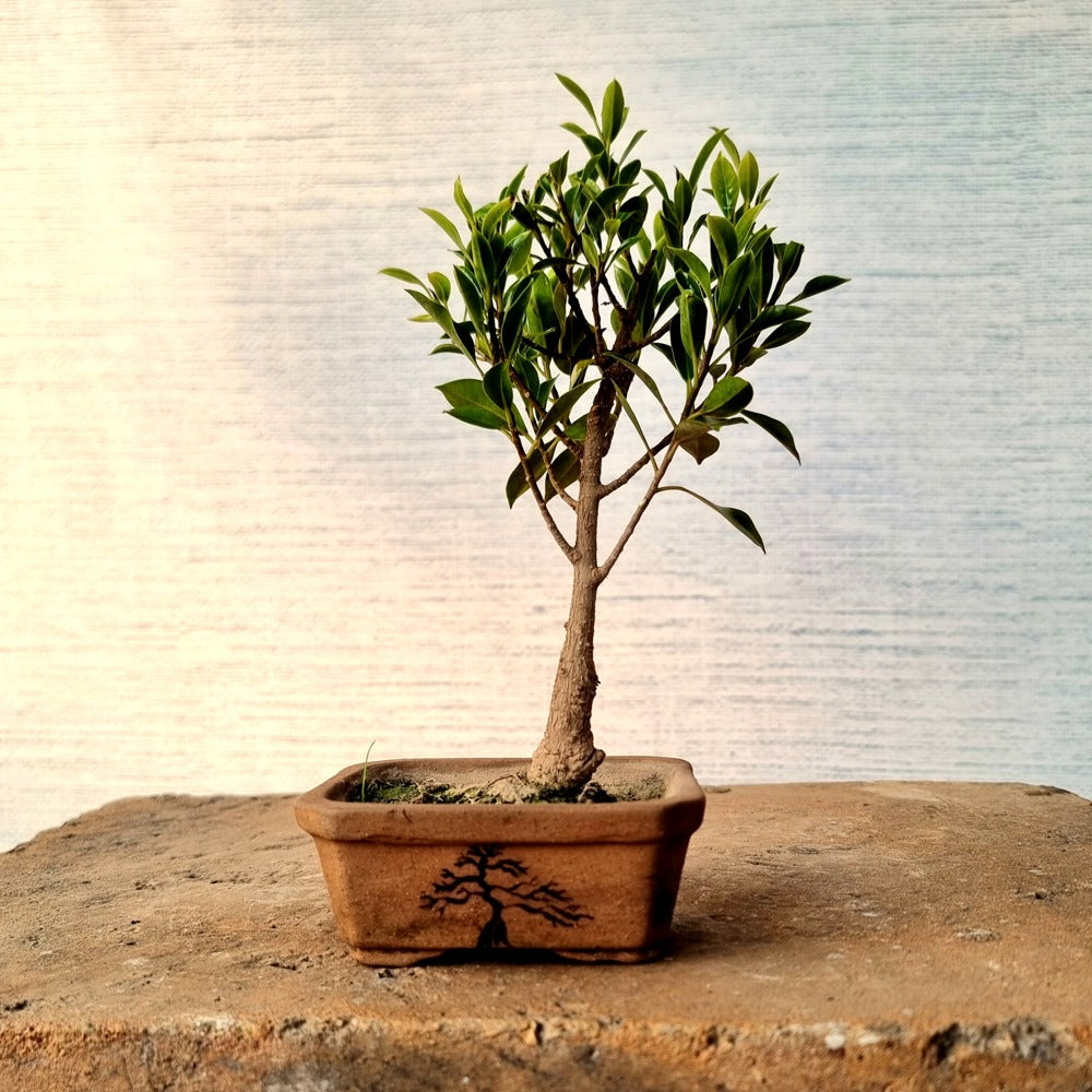 Ficus Bonsai Tree