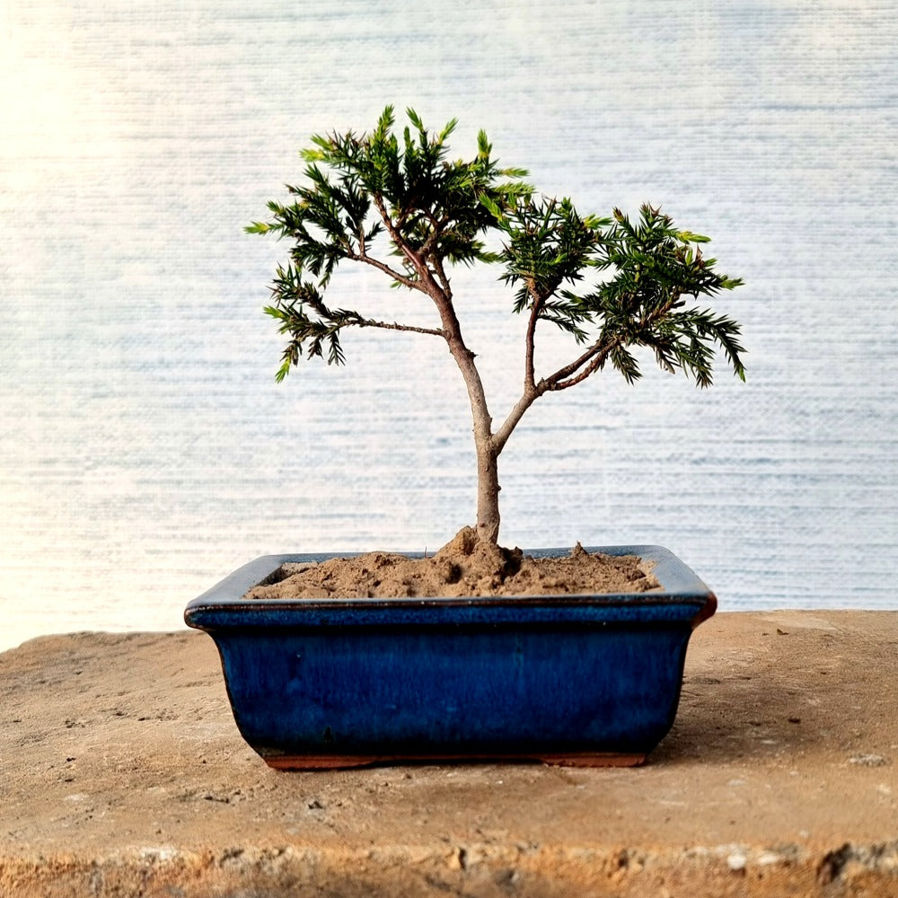 Juniper Bonsai Tree