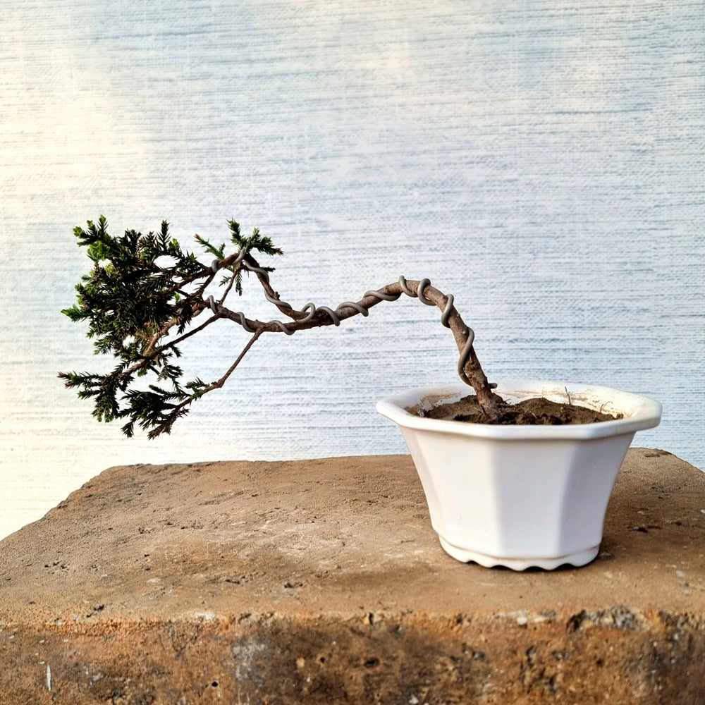 Juniper Bonsai Tree