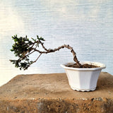 Juniper Bonsai Tree