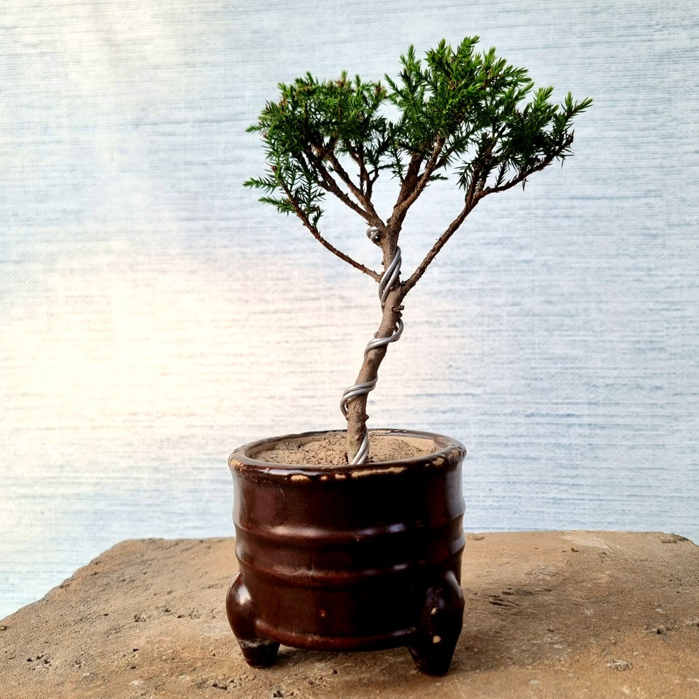 Juniper Bonsai Tree