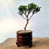 Juniper Bonsai Tree