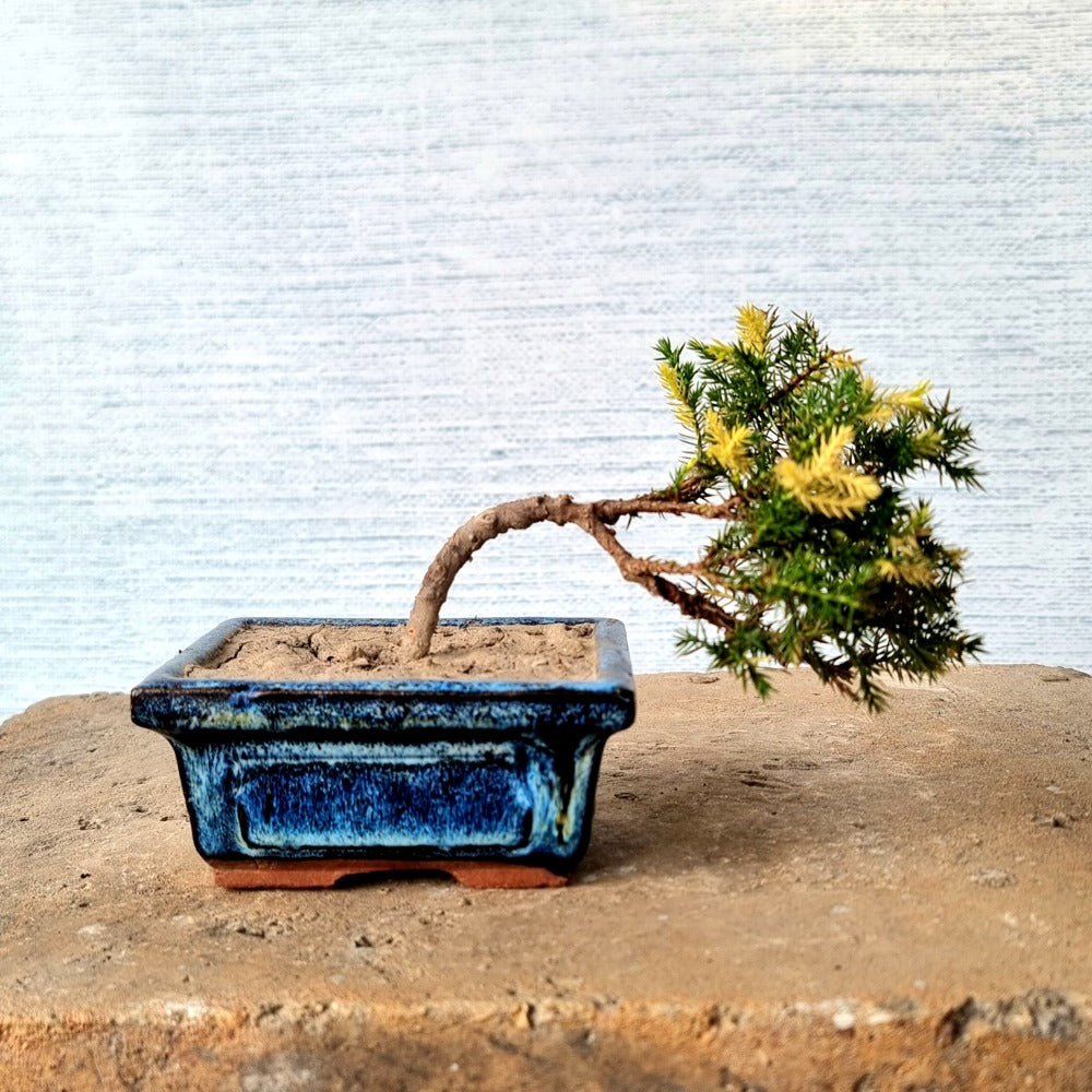 Juniper Bonsai Tree