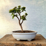 Bougainvillea Bonsai Tree
