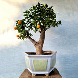 kumquat Bonsai Tree
