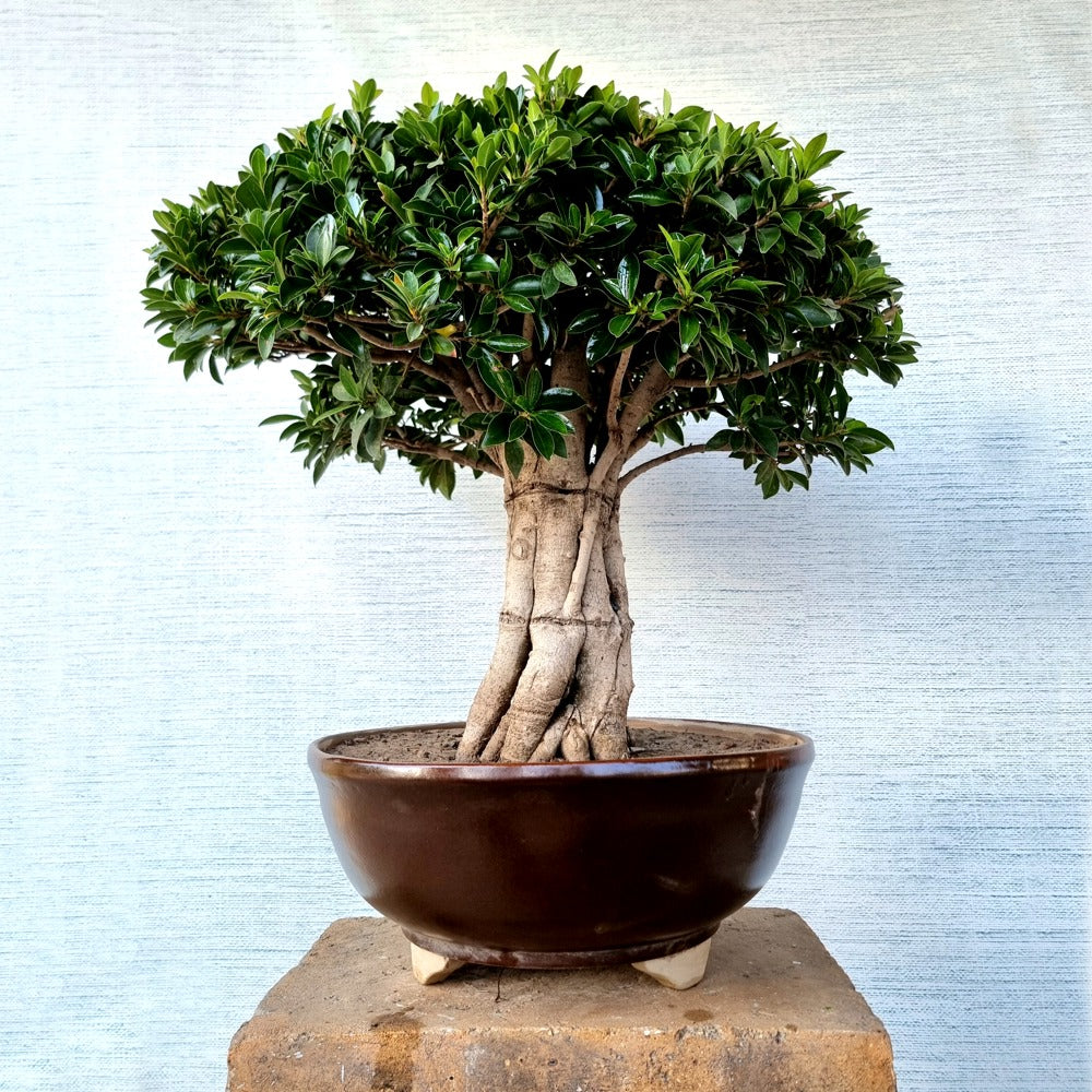 Ficus Bonsai Tree