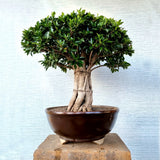 Ficus Bonsai Tree