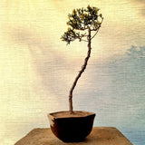 Juniper Bonsai Tree