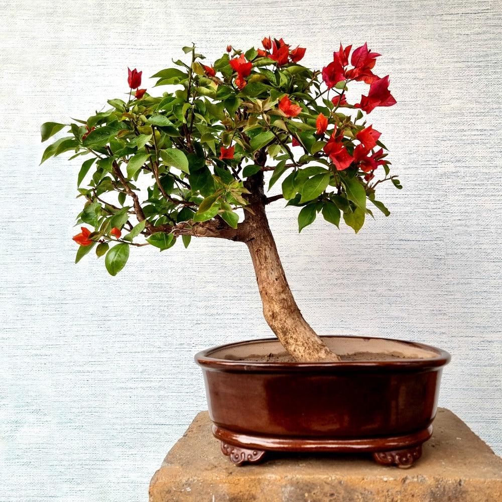 Bougainvillea Bonsai Tree
