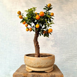 Kumquat Bonsai Tree