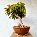 Ficus Amstel King Bonsai Tree