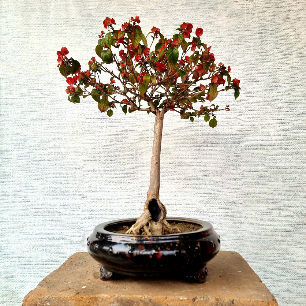 Chinese Hat Bonsai Tree (Flowering)