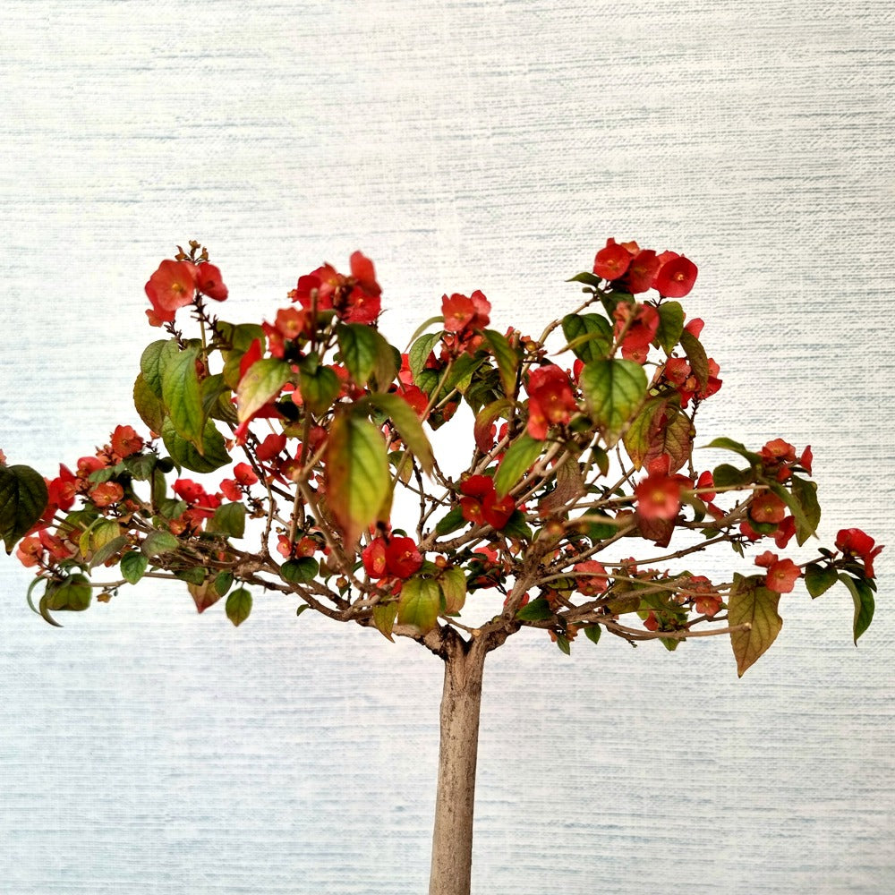 Chinese Hat Bonsai Tree