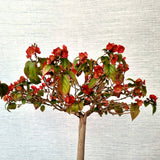 Chinese Hat Bonsai Tree