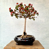 Chinese Hat Bonsai Tree (Flowering)